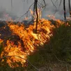 photo  s’agissant de la tourbe, les pompiers ont dû bien noyer le terrain. 