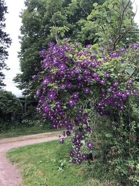 photo saint-macaire-en-mauges.  ©  irène inchauspé