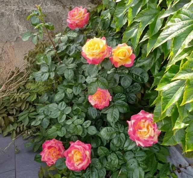 photo doué-en-anjou.  ©  nicole le roux