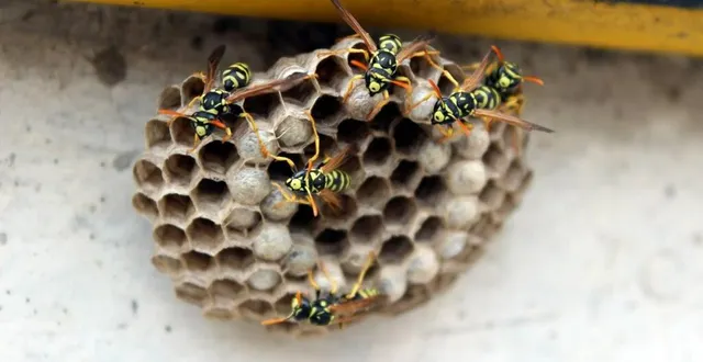 photo  dimanche 22 juin 2025, peu avant minuit, un homme âgé de 76 ans a été brûlé au visage et au dos, en tentant de détruire un nid de guêpes situé dans une boîte aux lettres, à boëssé-le-sec, près de la ferté-bernard (sarthe).  &copy;  archives ouest-france 