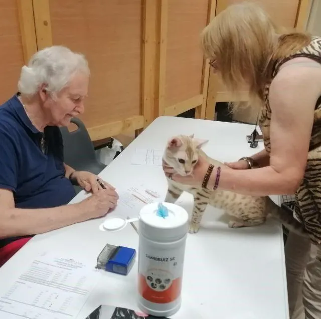 photo chaque chat était présenté à un juge afin de vérifier ses traits de caractères spécifiques.  ©  ouest-france