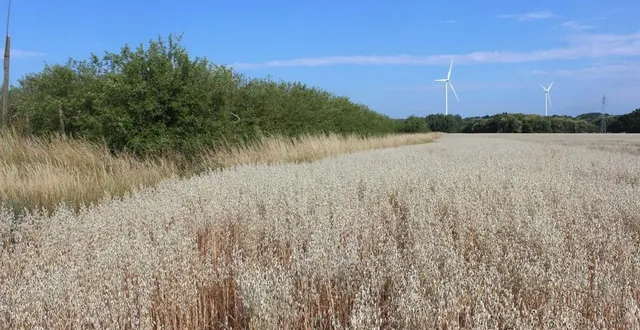 photo  l’ancien verger et la terre agricole seraient sacrifiés au profit d’un gigantesque entrepôt.  &copy;  le maine libre 