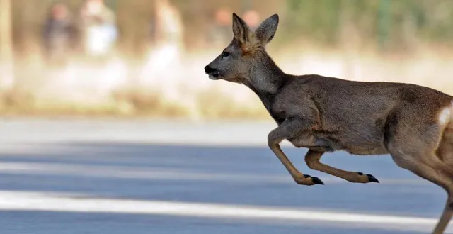 photo  ce mardi 24 juin 2025, peu après 12 h 30, les sapeurs-pompiers ont procédé au sauvetage d’un chevreuil, retrouvé dans la piscine d’un particulier à ruaudin, près du mans (sarthe).  &copy;  archives ouest-france 