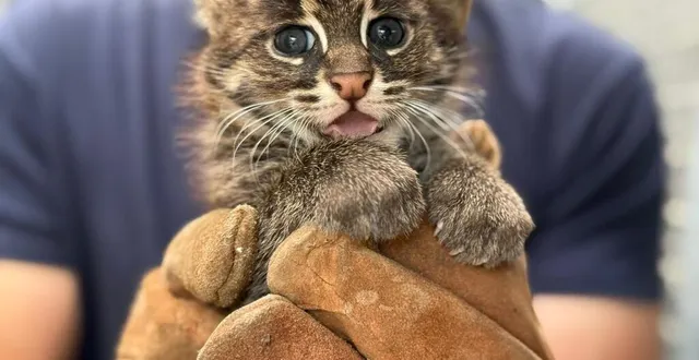photo  deux chatons pêcheurs sont nés ces derniers jours au zoo de la flèche (sarthe).  &copy;  zoo de la flèche 