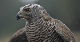 Info insolite  le rapace s’est envolé lors d’une séance d’entraînement. 