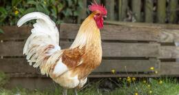 Info insolite  cacahuète est un coq rescapé d’une couvée après une panne de couveuse. 