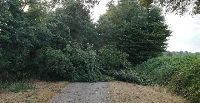 photo  de nombreux arbres ont été couchés sur la voie verte à la suite de la mini-tornade qui s’est abattue sur le nord anjou.  &copy;  anjou bleu communauté 
