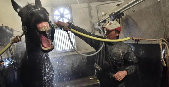 photo  vous faire partager notre passion des courses. comme bold eagle, on en rugit de plaisir.  &copy;  archives ouest-france 