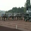 photo  pour la première fois à la lorie, dimanche 29 juin 2025, deux départs de course de trot seront donnés à l’autostart. 