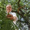 photo jean-louis lemarié, membre de l’association cormier sorbus domestica, au pied d’un spécimen du sud sarthe.