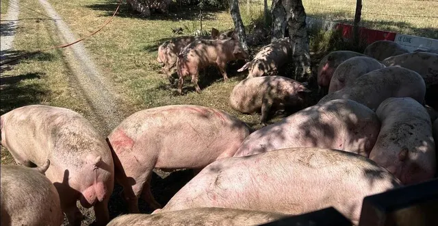 photo  ce lundi 30 juin 2025, vers 9 h, un ensemble 44 tonnes transportant des porcs s’est couché sur la d357, entre coulans-sur-gée et brains-sur-gée.  &copy;  archives ouest-france 