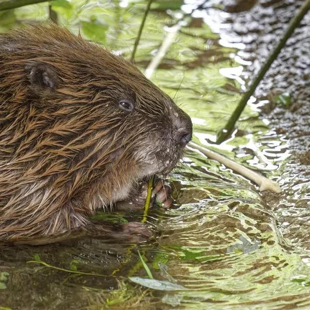 photo longtemps chassé pour sa fourrure, le castor d’europe est protégé en france depuis 1968.  ©  thierry creux / ouest-france