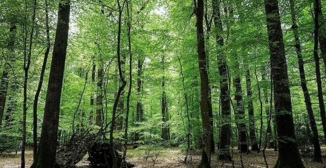 photo  l’accès aux forêts est très limité durant trois jours.  &copy;  archives le maine libre - denis lambert 