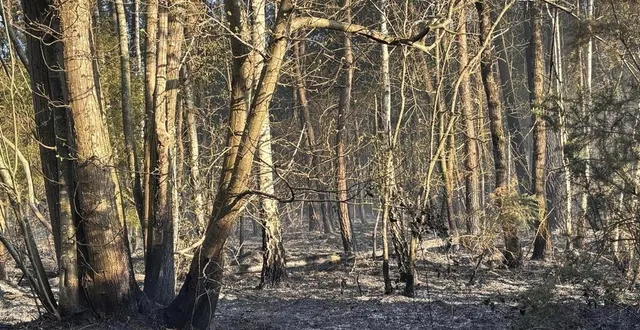 photo  un nouvel arrêté limitant l’accès aux zones boisées dans le département a été pris par le nouveau préfet de la sarthe.  &copy;  archives ouest-france / philippe renault 