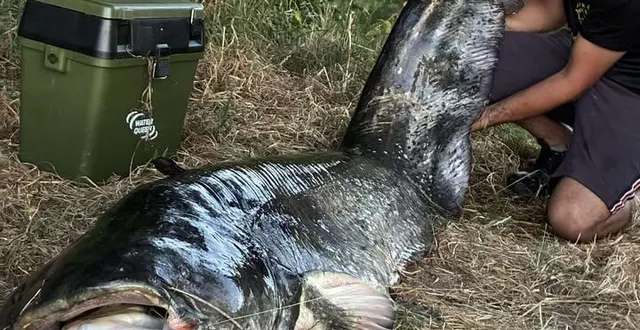 photo  samuel, 24 ans, a pêché un silure de 2,40 mètres dans la sarthe samedi 28 juin 2025.  &copy;  dr - samuel robert 