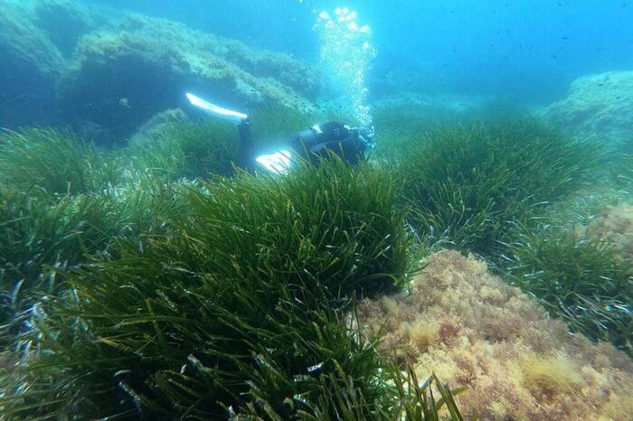 Une température record en mer Méditerranée : quels sont les risques liés à cette canicule marine ?  (Ouest-France)