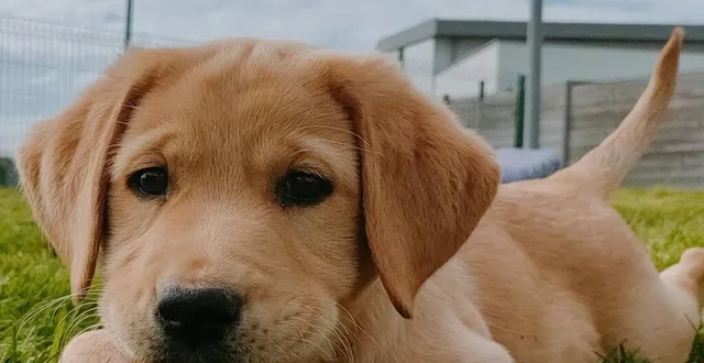 photo  aska est né il y a un mois et demi. il attend une famille d’accueil le temps de son éducation avant de devenir un chien guide.  &copy;  co 