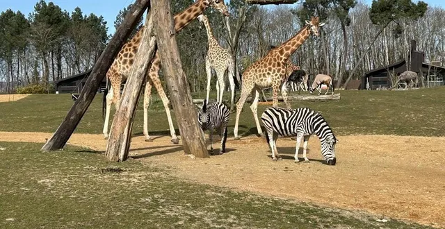 photo  les huit nouveaux lodges du zoo de la flèche (sarthe) donnent directement sur la plaine africaine où évoluent girafes, zèbres, autruches, gemsboks et impalas.  &copy;  archives ouest-france 