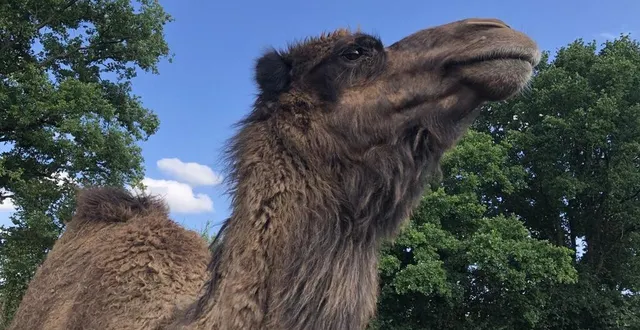 photo  on y trouve notamment un dromadaire, ramsès, qui a joué dans un cirque.  &copy;  ouest-france 