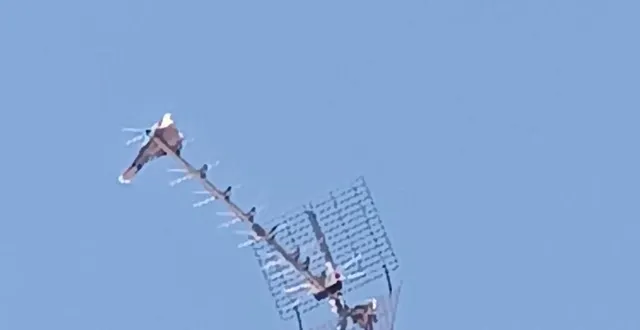 photo  une tourterelle posée sans risquer la brûlure sur une antenne angevine.   &copy;  co 