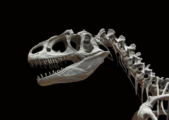 « Héritage inestimable ». De rarissimes traces des dinosaures découvertes dans les Bouches-du-Rhône  (Ouest-France)