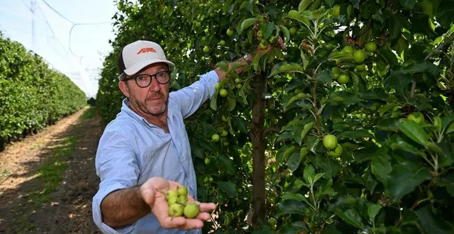photo  corzé, le 1er juillet 2025. albert richard montre ses pommes vérolées et stoppées en pleine croissance par l’attaque du puceron cendré. il estime que 20 % de sa récolte est perdue.  &copy;  josselin clair 