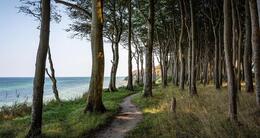 Info insolite  le propriétaire a abattu une quinzaine d’arbres de son voisin pour dégager sa vue sur la mer. 