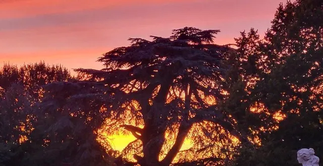 photo  le légendaire cèdre du liban (âgé de près de 400 ans) attirera les visiteurs.  &copy;  co 