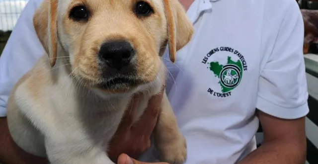 photo  l’association des chiens guides d’aveugles de l’ouest a un nouveau président.  &copy;  archives co 