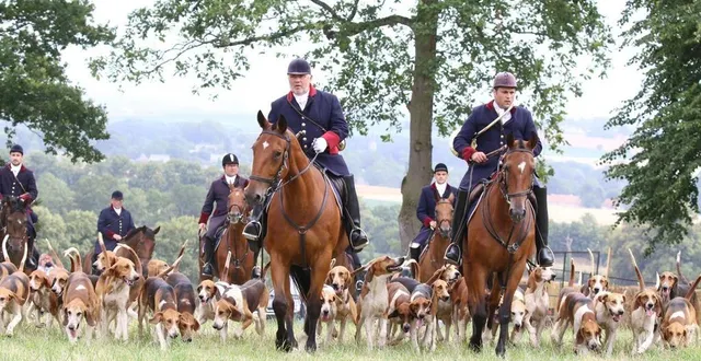 photo  plus de 70 équipages, accompagnés de leurs 1 070 chiens, sont attendus pour la fête de la chasse à saint-symphorien, ce dimanche 6 juillet 2025.  &copy;  manuela letard 