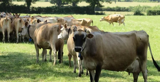 photo  l’office de tourisme propose une visite de la maison gaborit, à maulévrier, une exploitation familiale de produits laitiers et fromages affinés.  &copy;  archives co – gabriel boussonnière 