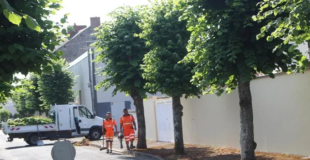 photo  une réunion de concertation aura lieu lundi 7 juillet à 20 heures, à propos des arbres de la rue de la gare, qui sont centenaires.  &copy;  le maine libre 