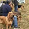 photo les saint-hubert et autres chiens de races, utiles à la chasse, étaient au cœur de la fête, ce dimanche 6 juillet à saint-symphorien.