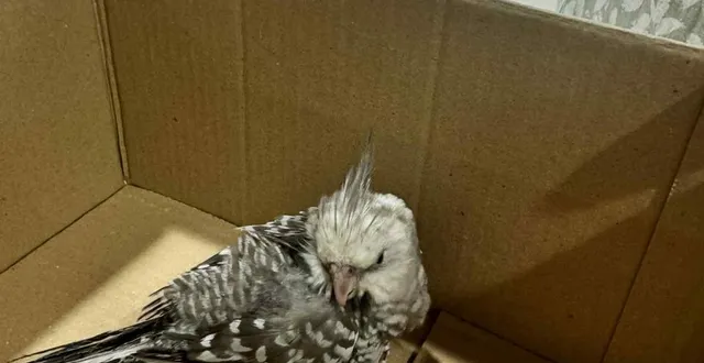 photo  la perruche retrouvée ce dimanche 6 juillet, à saumur.  &copy;  léane cadoret 