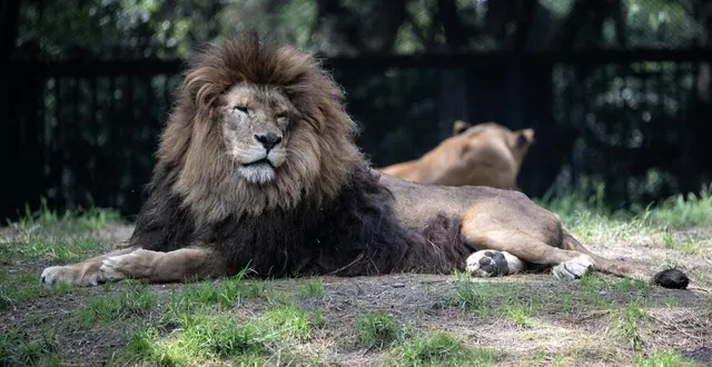 photo  « l’animal ne sera certainement pas euthanasié ni puni de quelque manière que ce soit » a précisé le zoo dans un communiqué, ce dimanche 6 juillet 2025. photo d’illustration.  &copy;  yuri cortez / afp 