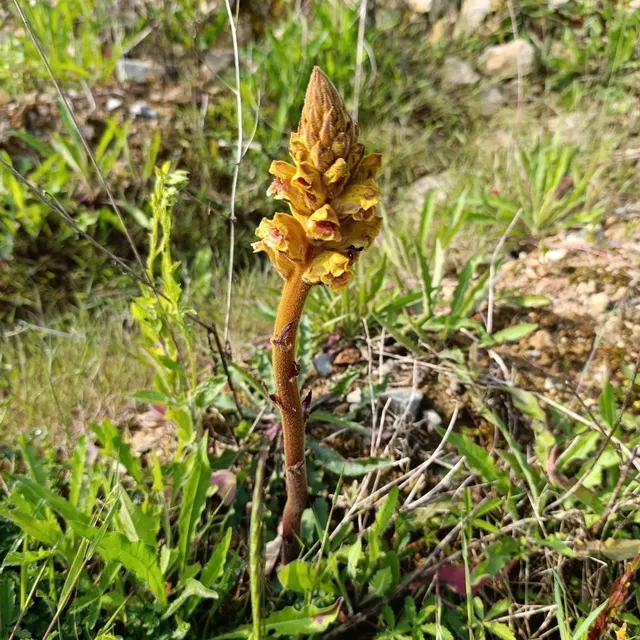 photo l’orobanche grêle est une des espèces indicatrices des pelouses calcaires.  ©  mathieu contour/terres d’argentan