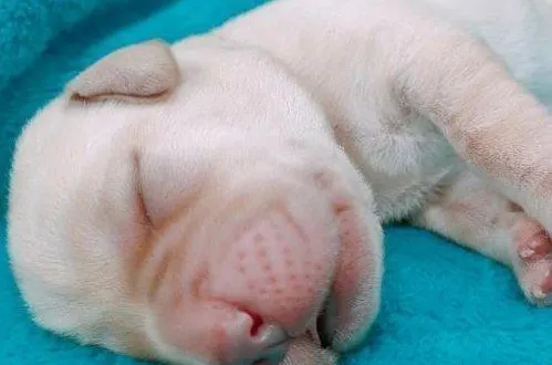 photo  atlas, âgé alors de 4 jours.  &copy;  co 