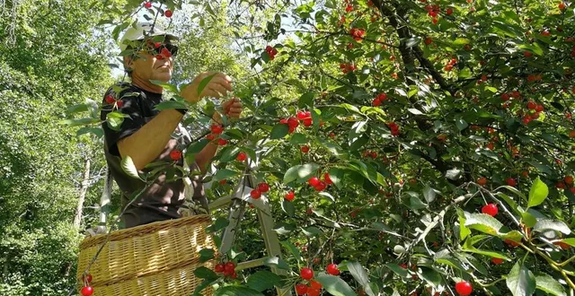 photo  charmotte sur l’épaule, grimpé sur un escabeau, le gourmet procède à la cueillette des griottes.  &copy;  ouest-france 