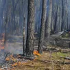 photo  les incendies en forêt sont redoutés. 