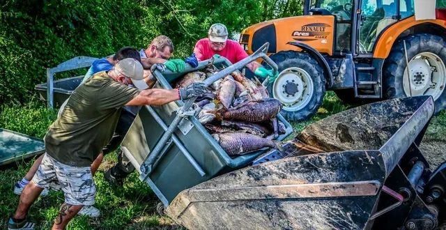 photo  la chartre-sur-le-loir, mercredi 9 juillet 2025. à ce jour, plus de 18 tonnes de poissons morts ont été récupérés après ce phénomène de mortalité d’une ampleur inédite.  &copy;  photo le maine libre – yvon loue 