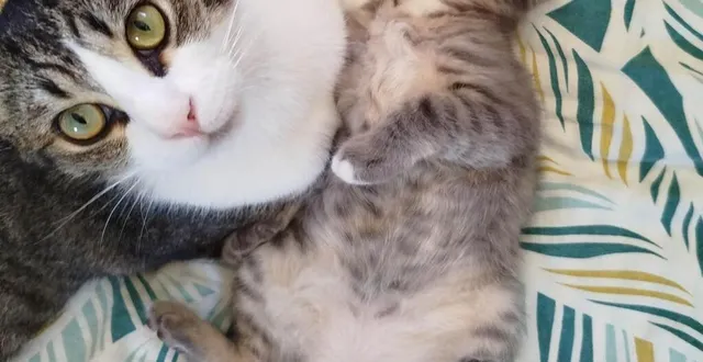 photo  déposez vos dons au super u de beaucouzé ce samedi.  &copy;  co 