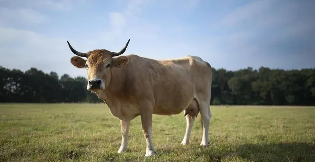 photo  les visiteurs pourront en savoir plus sur les vaches.  &copy;  archives presse océan - olivier lanrivain 