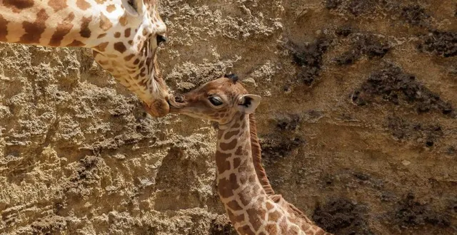 photo  deux girafons sont nés au bioparc de doué-la-fontaine (maine-et-loire) au mois de juin.  &copy;  bioparc - p. chabot 