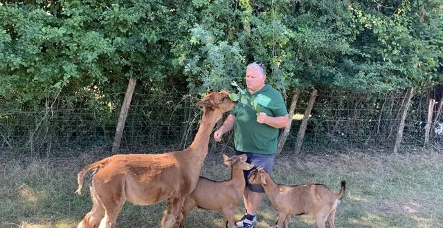 photo  au camping de la guyonnière, plus de vingt espèces d’animaux sont présentes. ici, notamment, un alpaga marron né de parents récupérés dans un cirque.  &copy;  ouest-france 