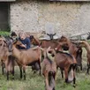photo les jolies chèvres brunes de sophie chauvin donnent, chacune, environ 3,3 litres de lait par jour.