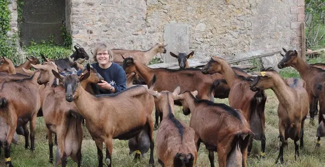 photo  les jolies chèvres brunes de sophie chauvin donnent, chacune, environ 3,3 litres de lait par jour.  &copy;  archives le maine libre 