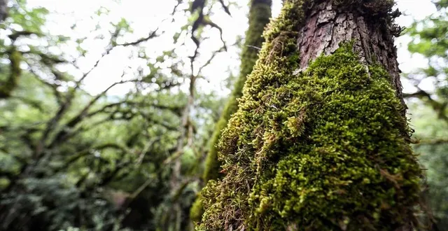 photo  la mousse se développe non pas au nord mais du côté humide des troncs.  &copy;  afp 