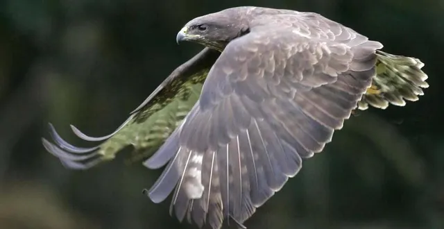 photo  samedi soir, un joggeur a été chargé à plusieurs reprises par une buse, sur un chemin de campagne bordant sucé-sur-erdre, au nord de nantes.  &copy;  ouest france archives 
