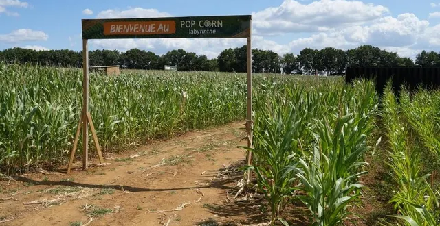 photo  le pop corn labyrinthe de trangé a accueilli ses premiers participants le 5 juillet 2025 sur les terres de la fromagerie de la famille delaroue. cette activité éphémère se terminera avec les moissons en septembre.  &copy;  ouest-france 