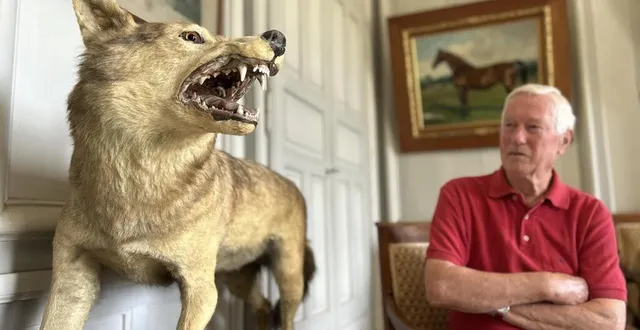 photo  villeneuve-en-perseigne, jeudi 12 juin 2025. antoine favier a grandi dans le château de montigny. le loup naturalisé en 1888, il le connaît depuis qu’il est enfant.  &copy;  le maine libre 